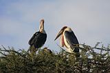 Ethiopia - 095 - Marabu bird